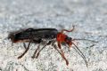 Cantharis livida